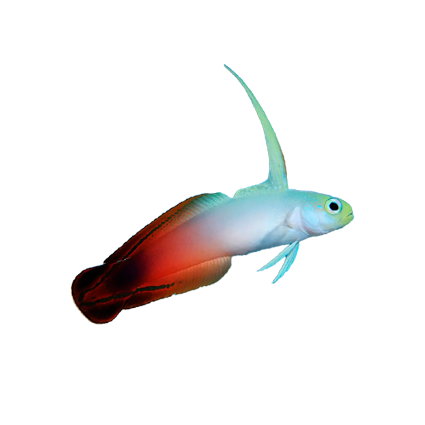 Imagem do peixe Goby Firefish